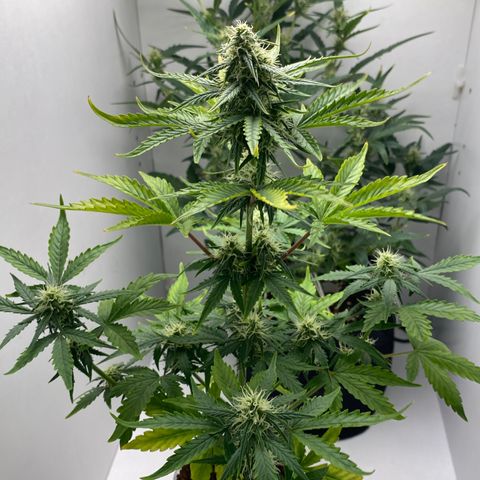 ALFACE growlog timeline photo
