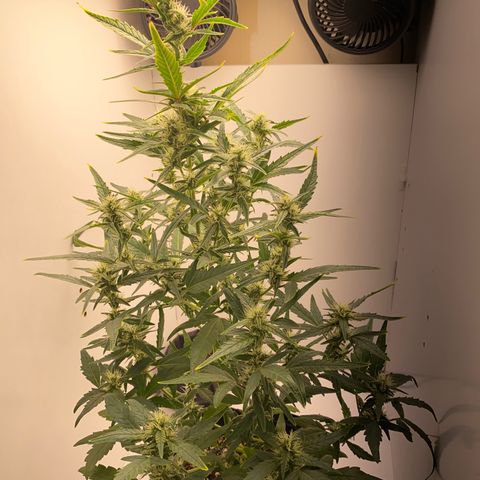 Lisguimia  growlog timeline photo