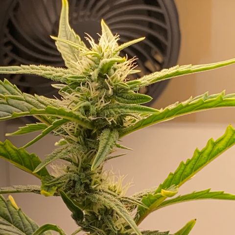 Lisguimia  growlog timeline photo
