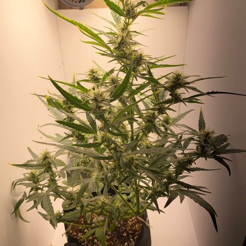 Lisguimia  growlog timeline photo