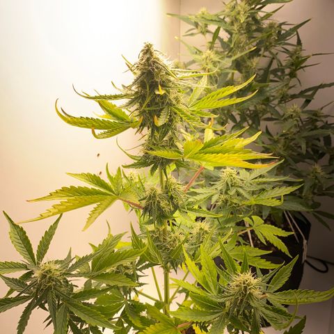 ALFACE growlog timeline photo