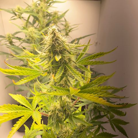 ALFACE growlog timeline photo