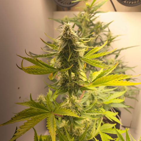 ALFACE growlog timeline photo