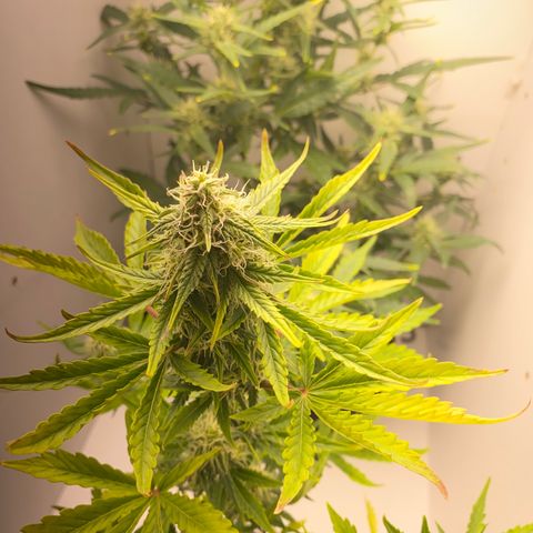 ALFACE growlog timeline photo