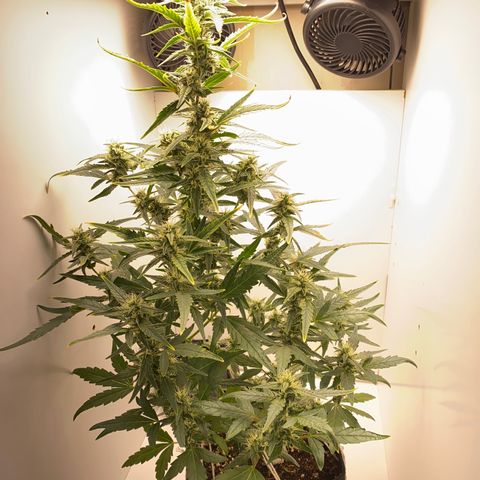 Lisguimia  growlog timeline photo