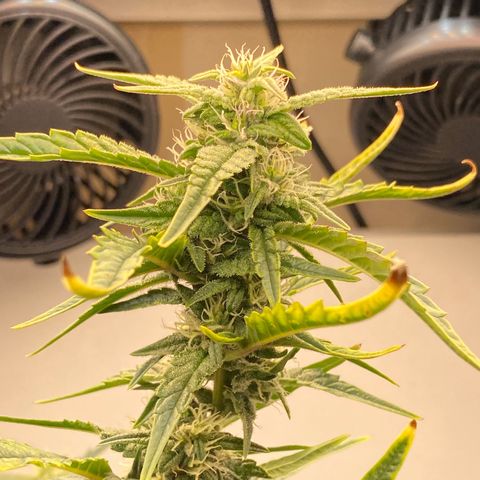 Lisguimia  growlog timeline photo
