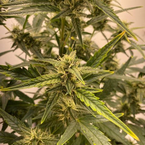 Lisguimia  growlog timeline photo