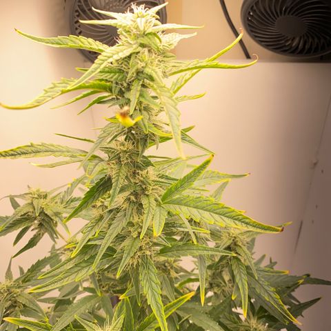 Lisguimia  growlog timeline photo