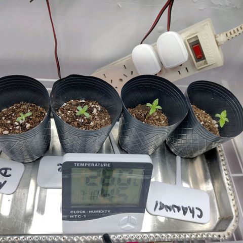 Moby y channel growlog timeline photo