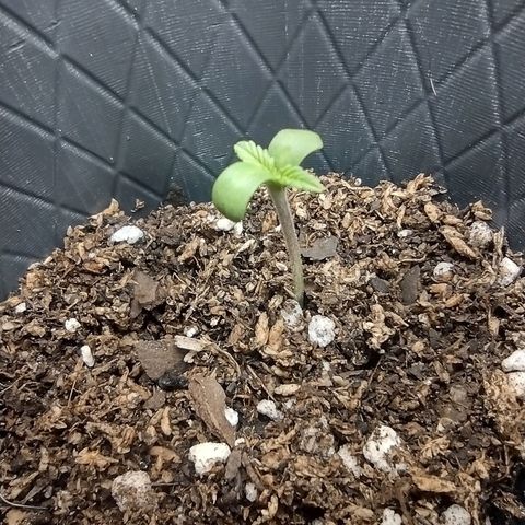 Moby y channel growlog timeline photo