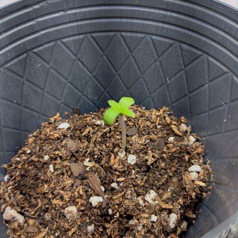 Moby y channel growlog timeline photo