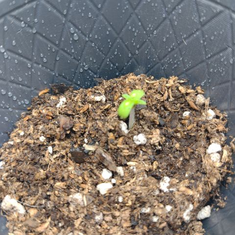 Moby y channel growlog timeline photo