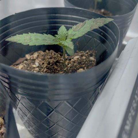 Moby y channel growlog timeline photo