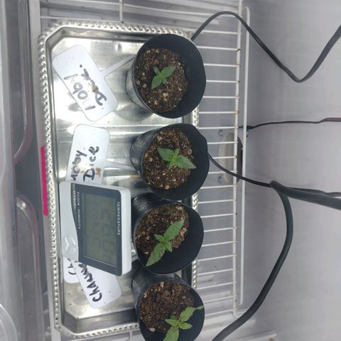 Moby y channel growlog timeline photo