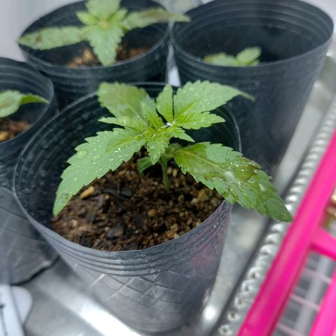 Moby y channel growlog timeline photo