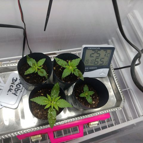 Moby y channel growlog timeline photo