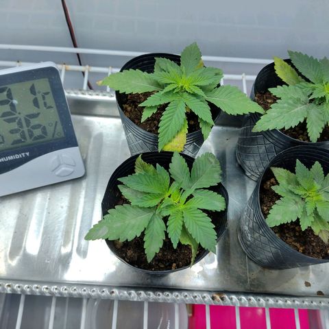 Moby y channel growlog timeline photo