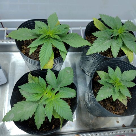 Moby y channel growlog timeline photo