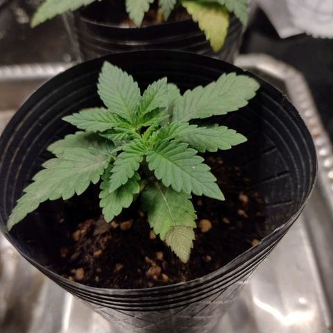 Moby y channel growlog timeline photo