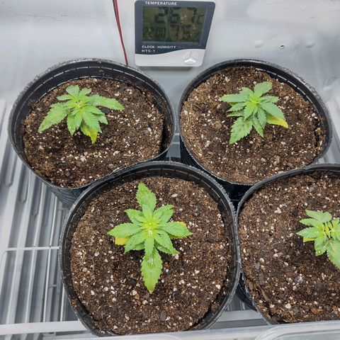 Moby y channel growlog timeline photo