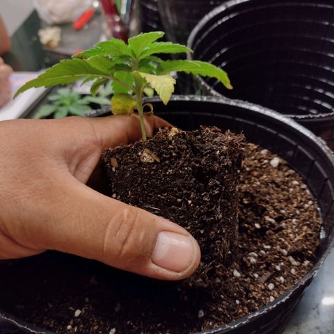 Moby y channel growlog timeline photo