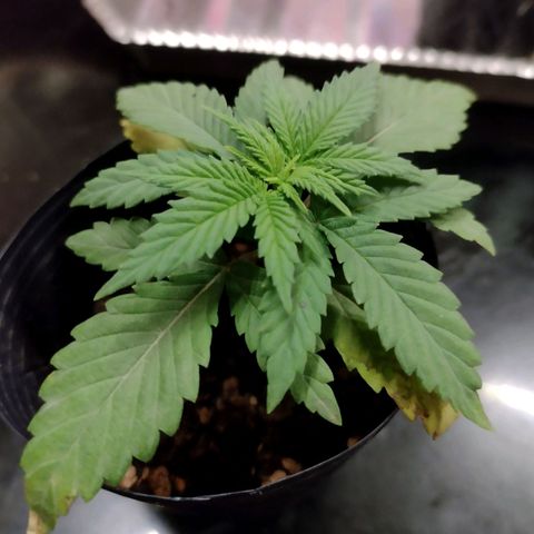 Moby y channel growlog timeline photo