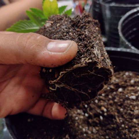 Moby y channel growlog timeline photo