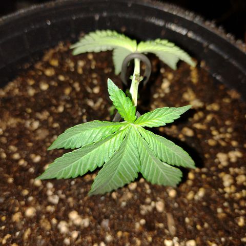 Moby y channel growlog timeline photo
