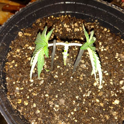 Moby y channel growlog timeline photo