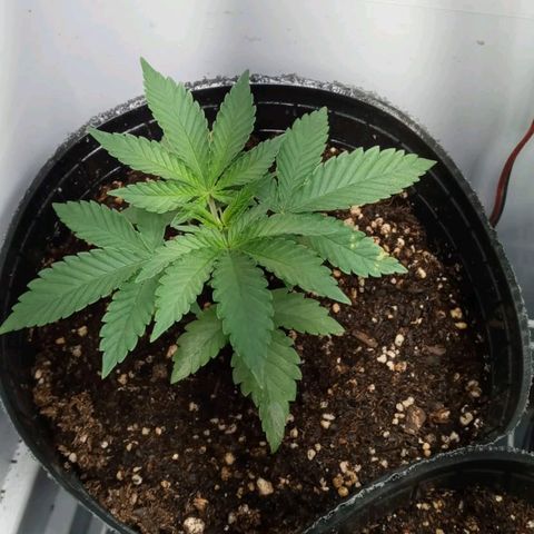 Moby y channel growlog timeline photo