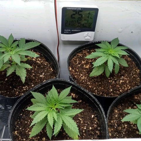 Moby y channel growlog timeline photo