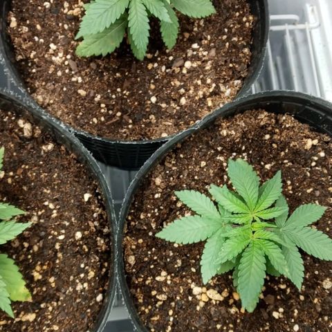 Moby y channel growlog timeline photo