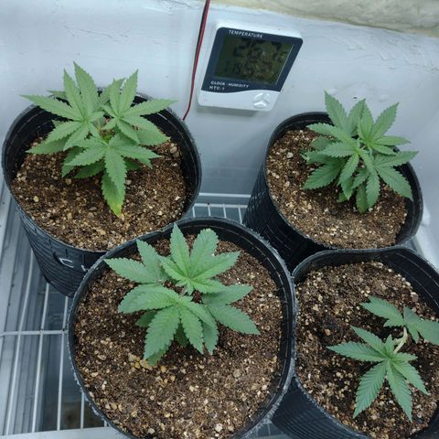 Moby y channel growlog timeline photo
