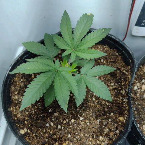 Moby y channel growlog timeline photo