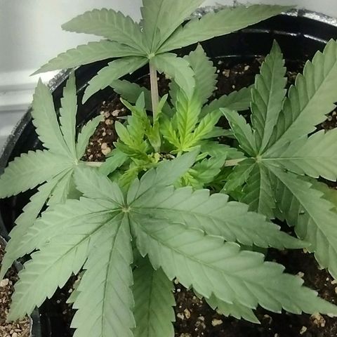 Moby y channel growlog timeline photo