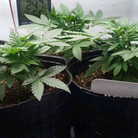 Moby y channel growlog timeline photo