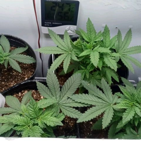 Moby y channel growlog timeline photo