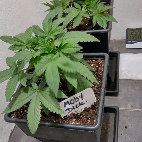 Moby y channel growlog timeline photo