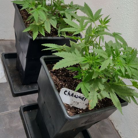 Moby y channel growlog timeline photo