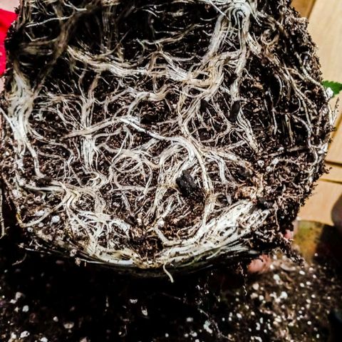 Moby y channel growlog timeline photo