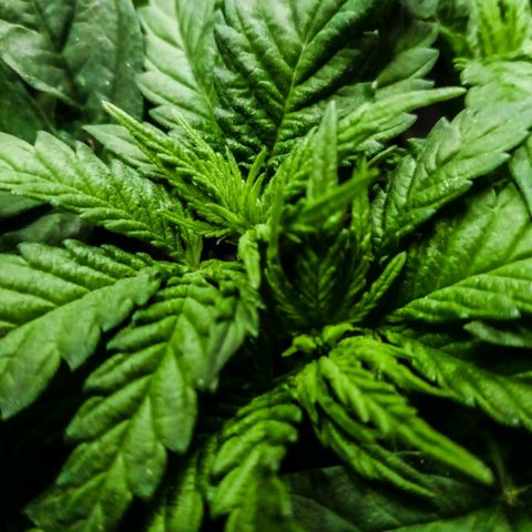 Moby y channel growlog timeline photo
