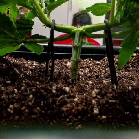Moby y channel growlog timeline photo