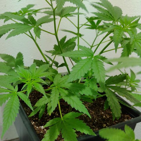 Moby y channel growlog timeline photo