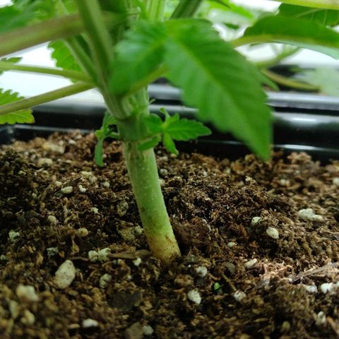 Moby y channel growlog timeline photo