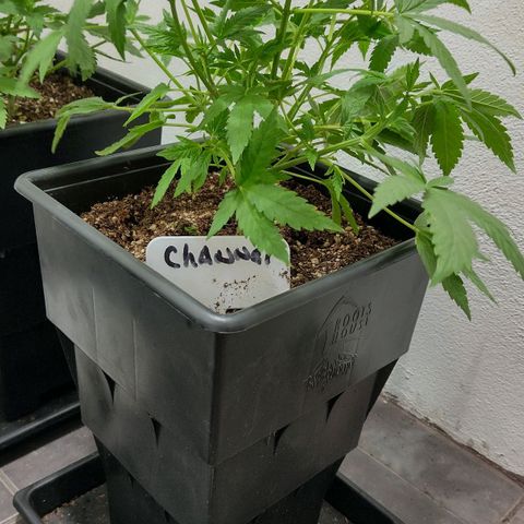Moby y channel growlog timeline photo