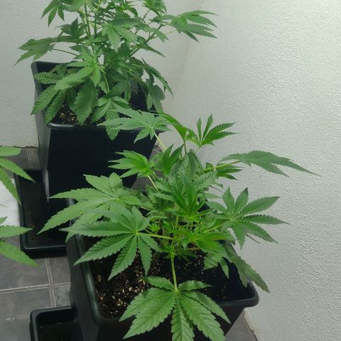 Moby y channel growlog timeline photo