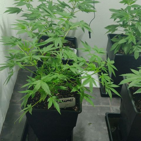 Moby y channel growlog timeline photo