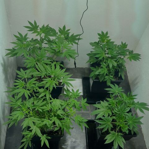 Moby y channel growlog timeline photo