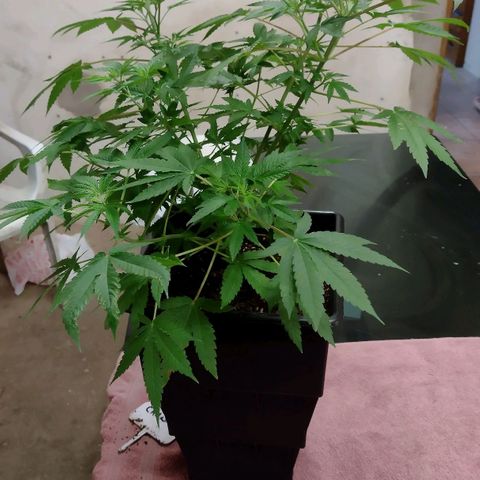 Moby y channel growlog timeline photo