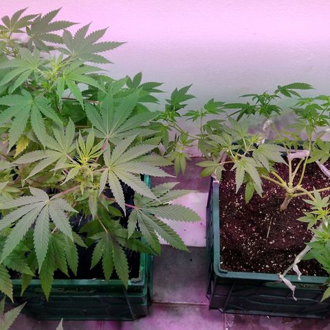 Moby y channel growlog timeline photo